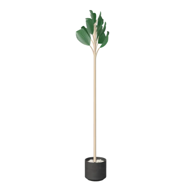 Fiddle-leaf fig, black concrete in 3D