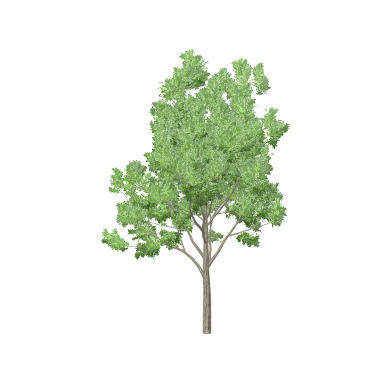 Ash Large in 3D