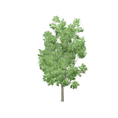 Ash Medium in 3D