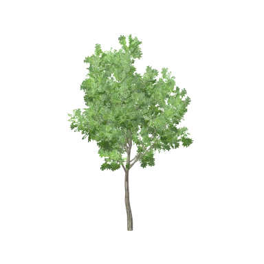 Ash Small in 3D