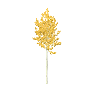 Aspen Autumn in 3D