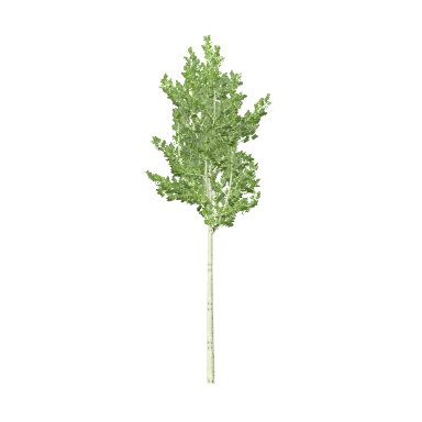 Aspen Large in 3D