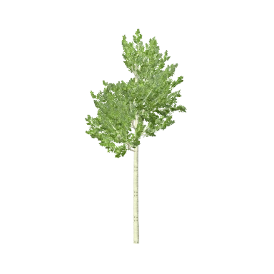 Aspen Medium in 3D
