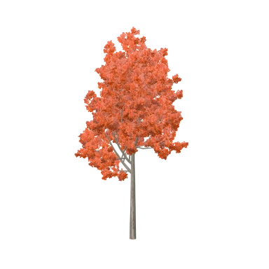 Autumn Blaze Large in 3D