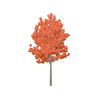 Autumn Blaze Medium in 3D