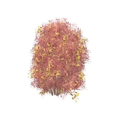 Barberry in 3D