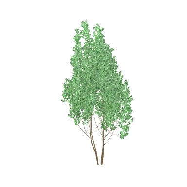 Bay Laurel in 3D