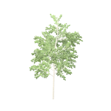 Birch Large in 3D