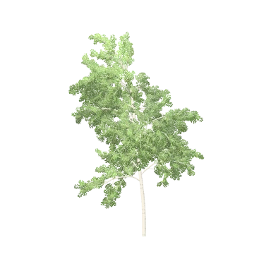 Birch Medium in 3D