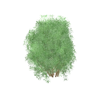 Boxwood Ball in 3D