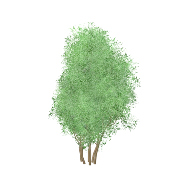 Boxwood in 3D