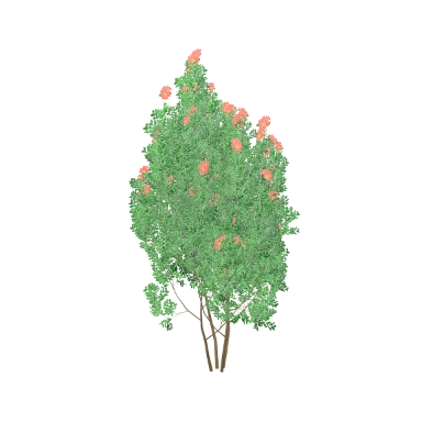 Camellia in 3D