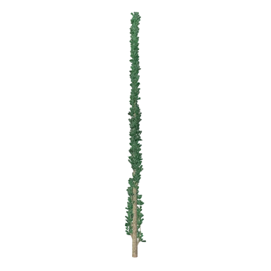 Cypress in 3D