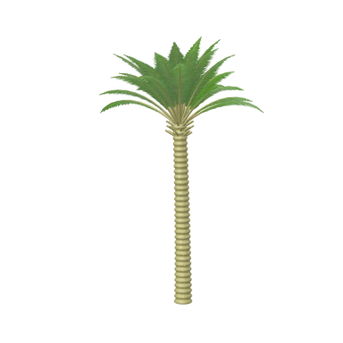 Date Palm in 3D