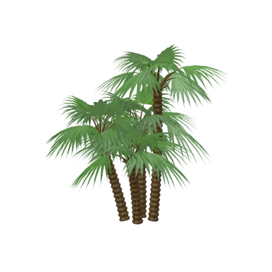 European Fan Palm in 3D