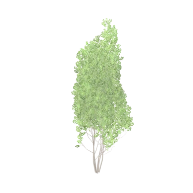 Hazel Clump in 3D
