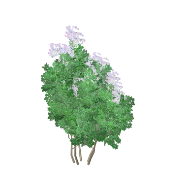 Hydrangea in 3D