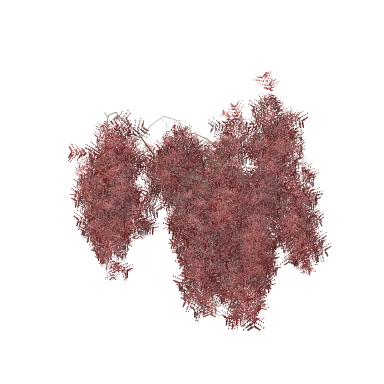 Japanese Maple in 3D