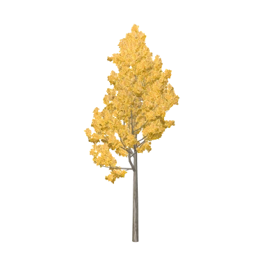 Liquidambar Large in 3D