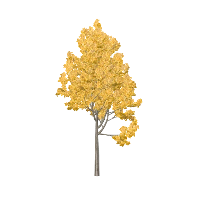 Liquidambar Medium in 3D