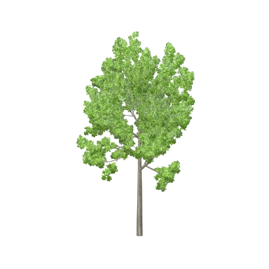 Maple Large in 3D