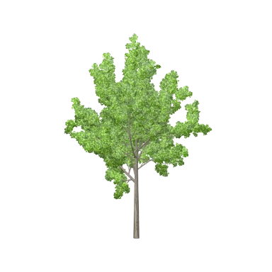 Maple Medium in 3D