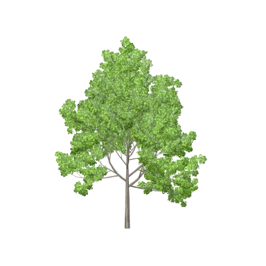 Maple Small in 3D