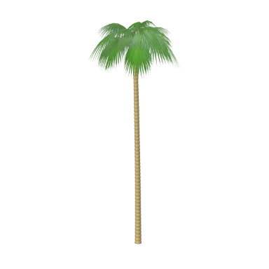 Mexican Fan Palm in 3D