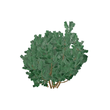 Mugo Pine in 3D