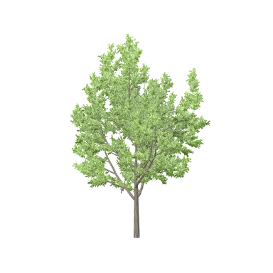 Oak Large in 3D