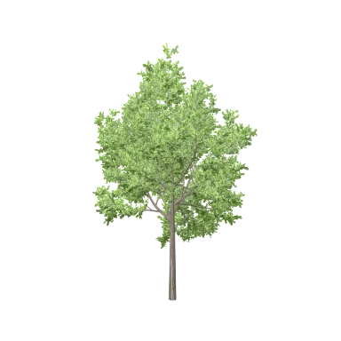 Oak Medium in 3D