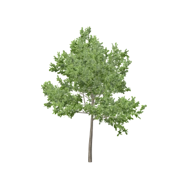 Oak Small in 3D