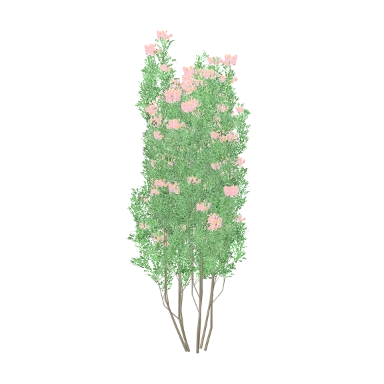 Oleander in 3D