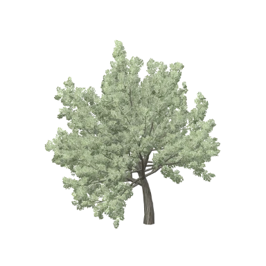 Olive Medium in 3D