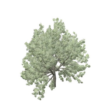 Olive Small in 3D