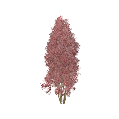 Photinia in 3D