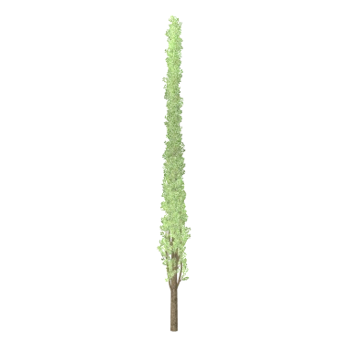Poplar in 3D