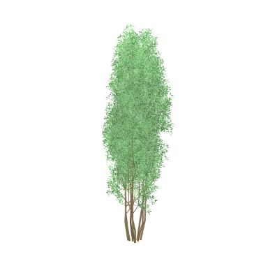 Privet in 3D