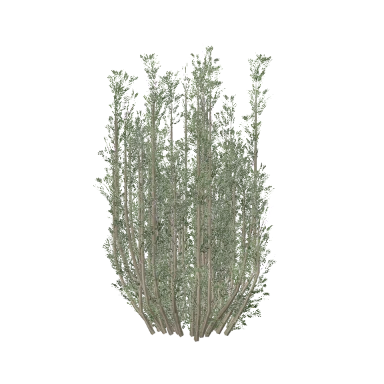 Rosemary in 3D