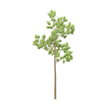 Scots Pine in 3D