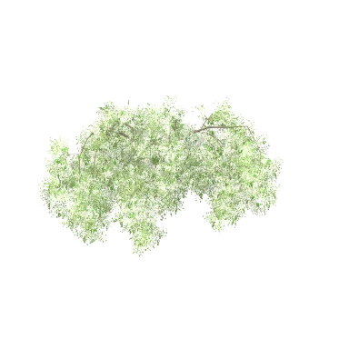 Spirea in 3D