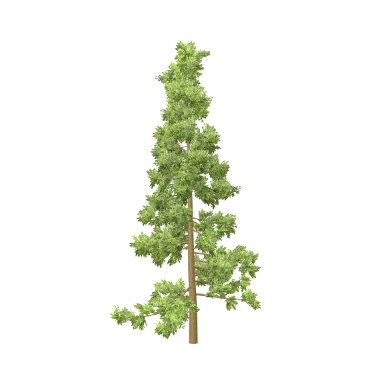Spruce Large in 3D