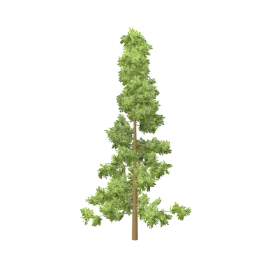 Spruce Medium in 3D