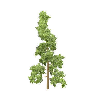 Spruce Small in 3D