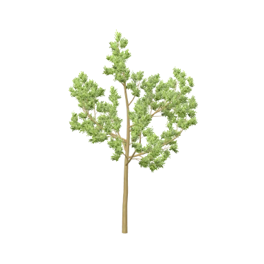 Stone Pine in 3D