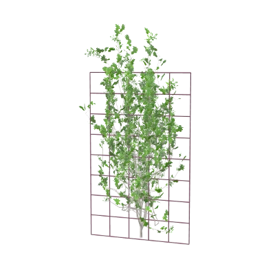 Trellis in 3D