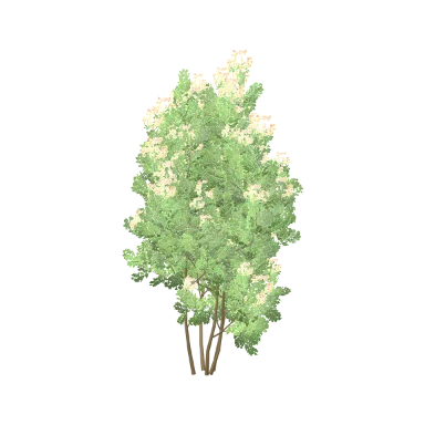 Viburnum in 3D