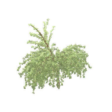 Weeping Willow in 3D