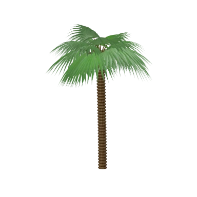 Windmill Palm in 3D